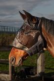 Harry's Horse Vliegenmasker Flyshield zonder oren - S