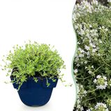 Green boutiQ - Thymus praecox Albiflorus - Witte kruiptijm - Geurend - Wit - 1 Plant - Pot 11cm