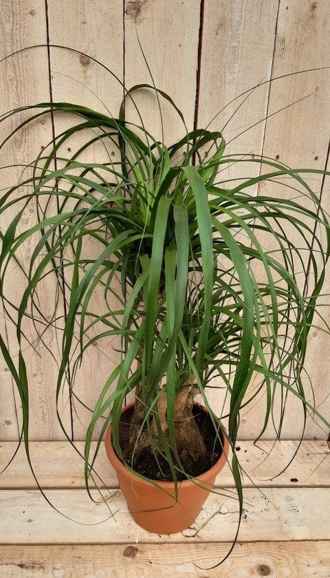 Warentuin Natuurlijk Decoratief Beeld - Kamerplant Beaucarnea Recuvata Gedeelde Stam - Kunststof - Groen