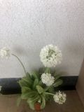 GRDplanten Groendecor Tuinarchitectuur 6x Kogelprimula, kogelsleutelbloem, bolprimula - Primula denticulata 'Alba' | 9x9 cm pot