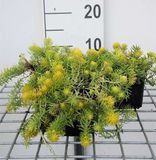Sedum 6x Sedum refl. 'Angelina'