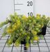 Sedum 6x Sedum refl. 'Angelina'