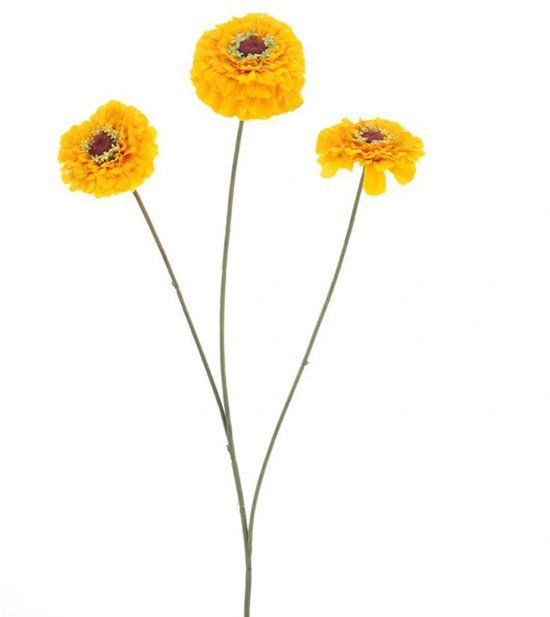 Erutan avon Zinnia elegans spray yellow 60 cm