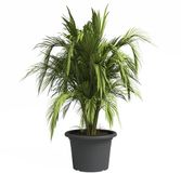 Artevasi Venezia Bloempot Rond Kunststof Grijs Ø 50 cm