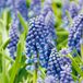 Bloomique Muscari Armeniacum - Jacinthe de raisin - Raisin bleu - 50 bulbes