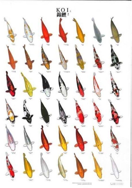 SuperFish Koiposter Nr.2 Gelamineerd
