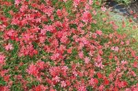 Groendecor Tuinarchitectuur 6x Coreopsis hybr. 'Limerock Ruby' | pot de 9x9 cm
