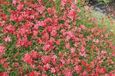 GRDplanten Groendecor Tuinarchitectuur 6x Meisjesogen - Coreopsis hybr. 'Limerock Ruby' | 9x9 cm pot
