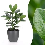 Green boutiQ Clusia Princess - Clusia - 1 Plant - met Potter Grijs - Pot 12cm - Hoogte - 40cm