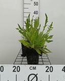 Groendecor Tuinarchitectuur 6x Knautia macedonica | pot de 9x9 cm