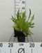 Groendecor Tuinarchitectuur 6x Knautia macedonica | pot de 9x9 cm