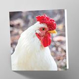 Maturi Lege wenskaart met leghorn kip afbeelding
