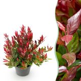 Plantenboetiek.nl Leucothoe Little Flame