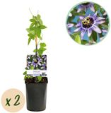 Green boutiQ Passiebloem - Passiflora Damsels Delight - Bloem Paars met Wit - Weinig onderhoud - 2 planten - Pot 11cm Hoogte 40cm