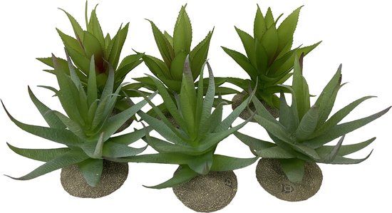 Terra Della - Terrariumplant - Reptielen - Aloë 12x11x11,5cm Gemengde Kleuren