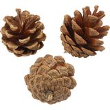 Creativ Company Dennenappels - Natuurlijk Materiaal - 500 gr