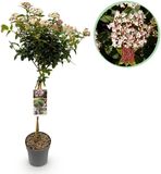 Plantenboetiek.nl | Viburnum tinus - Terras Plant - Bladhoudend - Winterhard - Wit-Roze Bloem - Ø19cm - 80-90cm hoog - Tuinplant