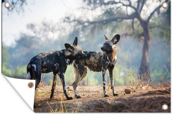 GreatGardenPosters Muurdecoratie Afrikaanse wilde hond snuffelt aan andere wilde hond - 180x120 cm - Tuinposter - Tuindoek - Buitenposter