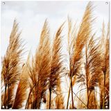 Merkloos / Sans marque GreatGardenPosters B.V. Tuinposter Pampas 100x100 cm