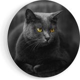 Artaza Forex Wall Circle Black Cat With Yellow Eyes - 50x50 cm - Small - Wall Circle - Round Painting - Wall Decoration Circle