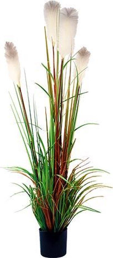 Buitengewoon Boet Kunst Riet gras in pot 150 cm - wit-groen-bruin