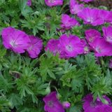 Arborix Bol 6 x Geranium Sanguineum 'Max Frei' - Bloedooievaarsbek pot 9x9cm