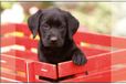 Kangaro Bureauonderlegger - Labrador Zwart - 38x58cm - Antislip - Met Insteekvakken