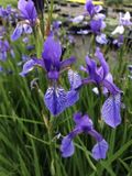 GRDplanten Groendecor Tuinarchitectuur 6x Baardloze Iris - Iris Sibirica | 9x9 cm pot