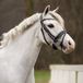 QHP Hoofdstel Bixie Zwart-Zilver - Pony