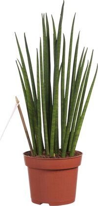 Sanseveria - Fachjan - Groene Plant- Hoogte  40 cm