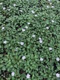 GRDplanten Groendecor Tuinarchitectuur 6x Reigersbek - Erodium x variabile 'Album' | 9x9 cm pot