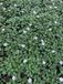GRDplanten Groendecor Tuinarchitectuur 6x Reigersbek - Erodium x variabile 'Album' | 9x9 cm pot