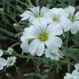 Arborix Bol 6 x Cerastium Tomentosa Columnae - Hoornbloem Pot 9x9 cm - Witte Bloemen