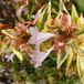 Arborix Abelia Grandiflora 'Francis Mason' - Abelia 25-30 cm in pot