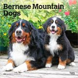 Bernese Browntrout Publishers Bernese Mountain Dogs - Berner Sennenhund 2027 - 16-Monatskalender