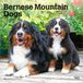 Bernese Browntrout Publishers Bernese Mountain Dogs - Berner Sennenhund 2027 - 16-Monatskalender