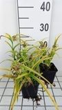 GRDplanten Tradescantia 6x Eendagsbloem 'Sweet Kate' ('blue and gold') | 9x9 cm pot
