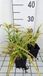 GRDplanten Tradescantia 6x Eendagsbloem 'Sweet Kate' ('blue and gold') | 9x9 cm pot