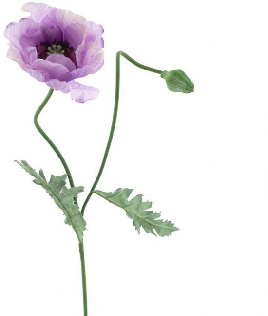 Erutan avon Poppy spray Casper lavender 73 cm