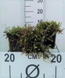 GRDplanten 6x Speeldenkussenplant - Leptinella squalida (cotula squal.) | 9x9 cm pot