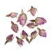 Rayher Hobby 34242000 Rozenknoppen, 7 g, gedroogd, geurintensieve, aromatische decoratie, bloemenmengsels, ideaal voor het inwerken in badballen, kneedzeep en badzout, echte bloemen, roos