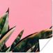 Poster Plantes - Feuilles - Langue de belle-mère - Rose - Tropical - 100x100 cm XXL