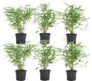 Bloomique - Set van 6 - Fargesia Rufa - Bamboe Plant - Niet woekerend - Winterhard - Groenblijvend - Tuinplanten - Hoogte 20-30 cm - Pot 10 cm
