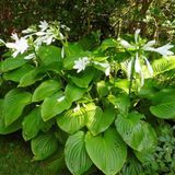 Arborix Hosta 3 x Hosta Plantaginea Grandiflora - Hartlelie pot 9x9cm