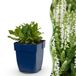 Green boutiQ Salvia nem. Schneehügel - Salie - Wit - 6 Planten