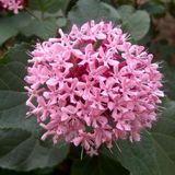 Arborix Clerodendrum Clerodendrum Bungei - Kansenboom 50-60 cm pot