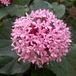Arborix Clerodendrum Clerodendrum Bungei - Kansenboom 50-60 cm pot