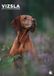 CalendarsRUs Vizsla A3 Kalender 2027