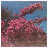 Picture Elisabeth Klinck - Picture A Frame (LP) (Coloured Vinyl)