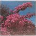 Picture Elisabeth Klinck - Picture A Frame (LP) (Coloured Vinyl)